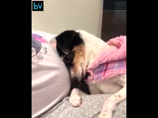 the dog shows love for the baby in the womb