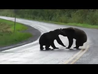 battle of the bears