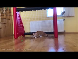 goalkeeper cat