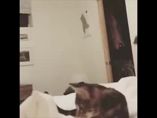 attacker cat