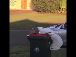 this brick was installed to keep the parrot from rummaging through the trash.