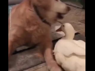 dog and ducks are best friends