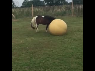 happy pony playing with a ball