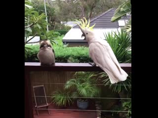 kookaburra ignores angry cockatoo