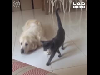 cats vs dogs