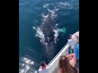 encounter with two humpback whales