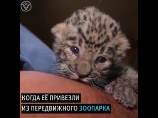 the veterinarian looked after the leopard