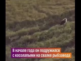 dog is friendly with bears