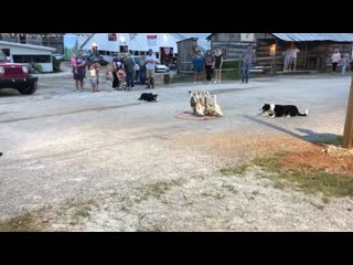 shepherd dogs