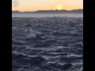 incredibly huge flock of dolphins