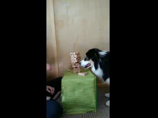 dog plays jenga