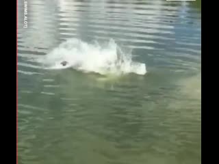 the dog just loves to jump into the lake