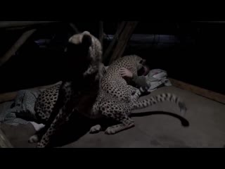 sleeping in an embrace with cheetahs