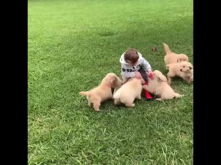 puppies attack a teen