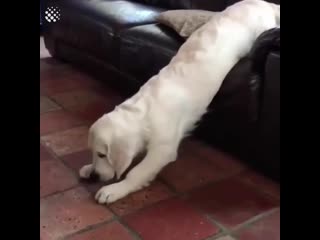 compilation of lazy animals