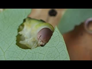 caterpillar eats a leaf