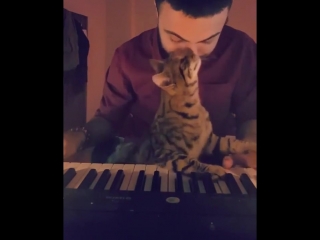 playing for the cat