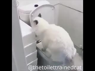 smart cat