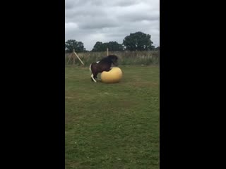 happy pony playing with a ball