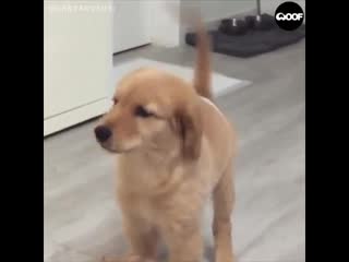 funny dogs