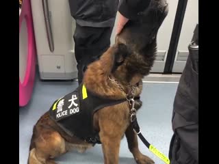 police dog wants to be petted