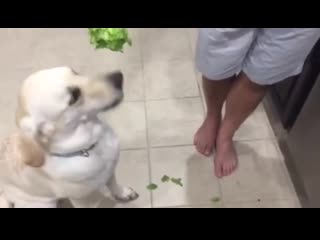 dog eating salad