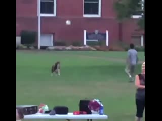 dog playing ball