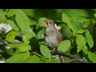 small but what a voice