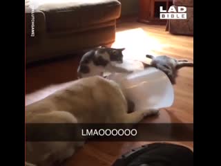 cats vs dogs