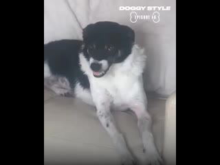 funny doggies