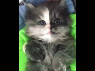 fluffy compilation