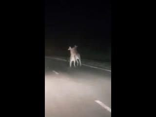 kangaroo fight