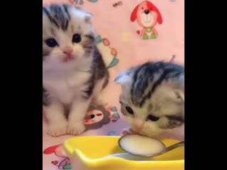 kittens drink milk