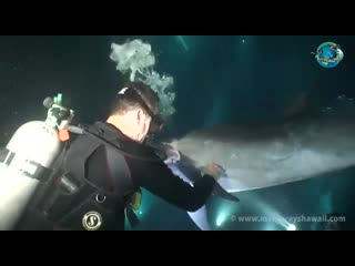 dolphin asked for help from a man