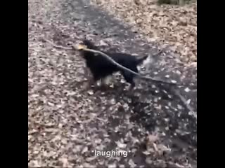 dogs with big sticks