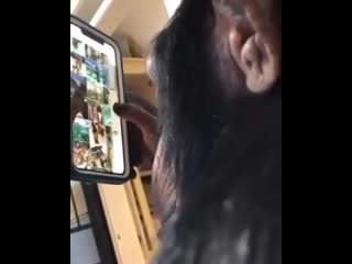 monkey watching insta feed