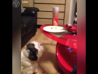 funny animals steal food