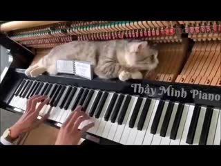 the cat sleeps on the piano while it is being played