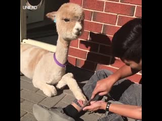 the happiest alpaca