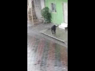 teen and dog playing in the rain