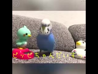 cool birds