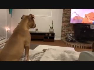 dog watching the lion king