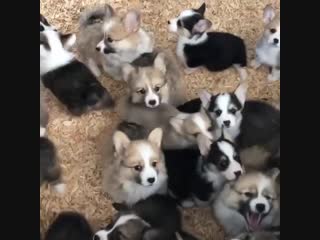 you can't get too many corgis