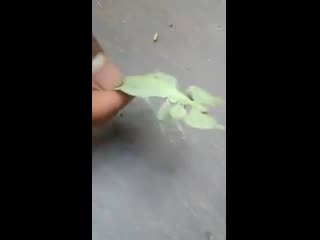 poor leaf tries to run away from vegan