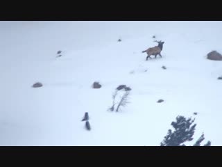 hunting in the snow