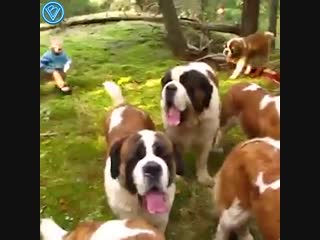 walk with 42 st. bernards