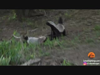 honey badger vs leopard