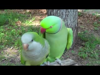 parrot kissed girlfriend