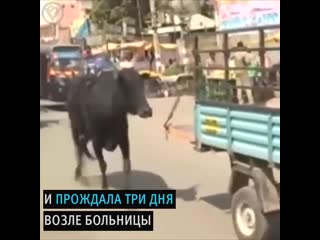 a cow ran for almost a kilometer after a wounded calf