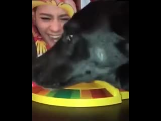 the dog interfered with the game of pie in the face